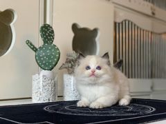 -喵zoo家庭繁育猫舍(尖东智能花园店)
