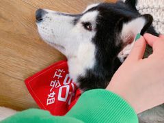 -Husky Go! 哈士奇体验馆·宠物咖啡厅狗咖