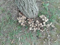 -艾溪湖湿地公园