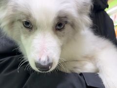 -唐小姐の猫狗洗护·购宠旗舰店(周浦万达店)