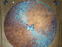 -上海昆虫博物馆