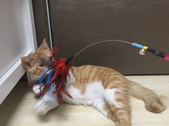 -伟伟宠物医院·CT影像中心·瑞派犬猫综合性门诊(汉口总院)