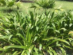 -北海金海湾红树林生态旅游区