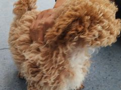 -顺强宠物诊所·狂犬免疫·夜诊·骨科(嘉定店)