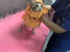 -宠福鑫康馨动物医院·骨科·眼科