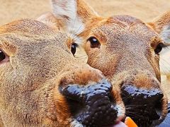 -常州淹城野生动物世界