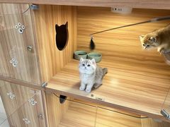 -猫十亿·布偶金渐层·曼基康矮脚猫舍(青年路店)
