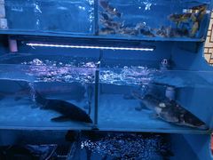 -韩妹鱼庄·泸定老字号(泸定店)