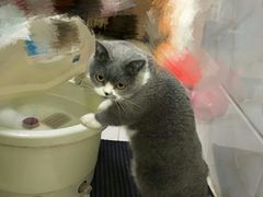 -艾贝尔宠物医院·24H转诊中心·肿瘤猫专科(江宁双龙店)