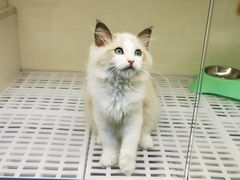 -lincat·猫舍(广州店)