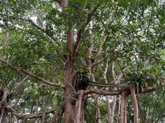 -中国科学院西双版纳热带植物园