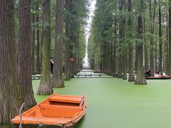 -渌洋湖湿地公园