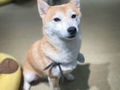 -逗柴咖啡屋·狗咖猫咖宠物桌游