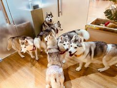 -Husky Go! 哈士奇体验馆·宠物咖啡厅狗咖