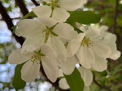 -长白岛森林公园