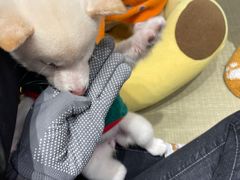 -逗柴咖啡屋·狗咖猫咖宠物桌游