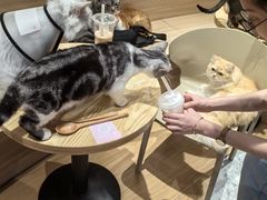 -米乐乖乖猫咪咖啡馆·猫咖(深圳湾后海汇店)