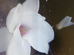 -燕郊植物园