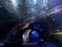 -上海海洋水族馆