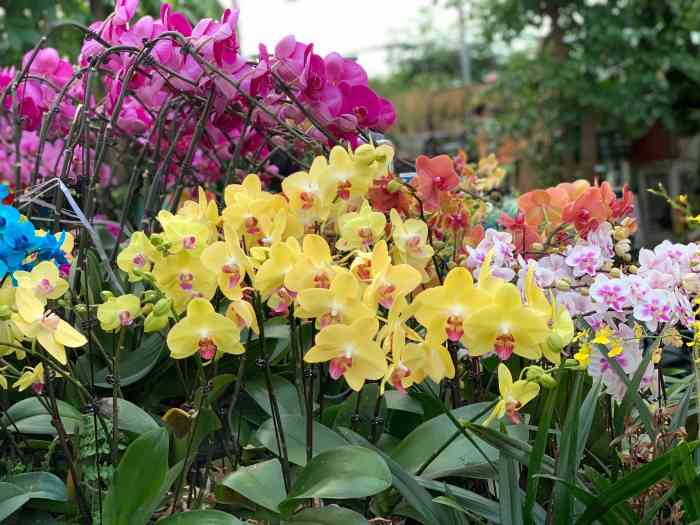 金地花卉大观园嘉茂鑫源绿植鲜花