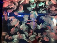 -多彩贵州城极地海洋世界