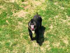 -西霞口神雕山野生动物世界