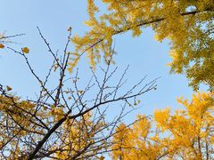 -三里屯东五街银杏大道