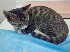 -达爱动物医院·犬猫分区·CT·复杂眼科(远洋山水分院)
