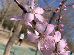 -新世界百货(顺义店)