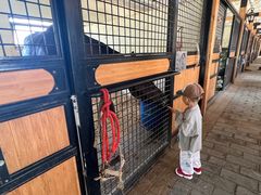 -北京群众马术培训基地