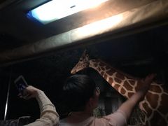 -清迈夜间动物园