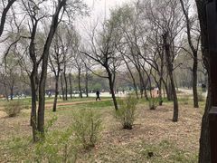 -北陵公园