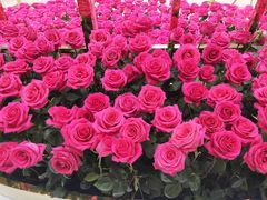 -新世界大丸百货