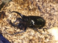 -上海大自然野生昆虫馆
