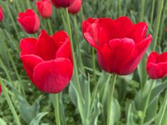 -大宁郁金香公园-停车场