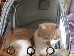 -小伙伴宠物医院•急重症转诊中心·老年专科·犬猫全科(北大街总院)