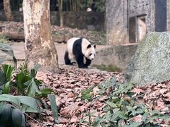 -都江堰中华大熊猫苑