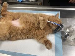 -关爱动物医院·心脏·中兽医·异宠(金牛路分院)