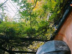 景观位-夏朵餐厅(丁香店)