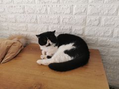 -平行世界·猫咖(首经贸店)