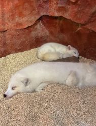 -Zoolung Zoolung动物主题公园(海信广场店)