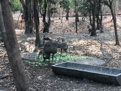 -清迈夜间动物园