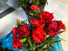 -双季花艺园艺市场(浦东店)