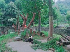 -都江堰中华大熊猫苑