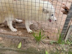 -武汉紫薇都市田园