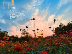 -上海共青森林公园