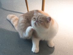 -飞行喵MR PILOT|猫舍·猫咖(静安大融城店)