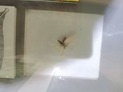 -上海昆虫博物馆