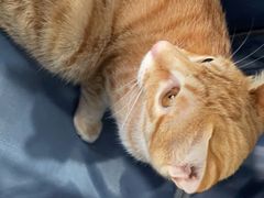 -创凡宠物医院·骨专科  猫科中心(西乡分院)