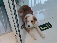 -欧奕国际动物医院